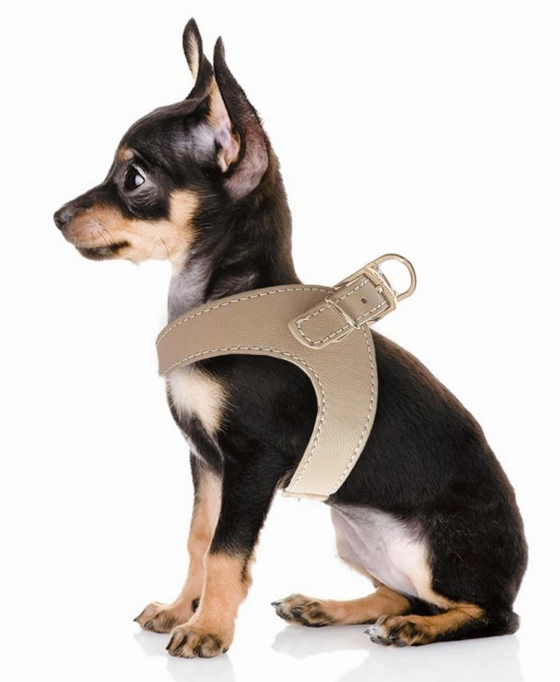 5928_mp4323-vendome-taupe-harnais-dog